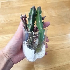 多肉植物 スタペリア2つ