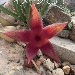 多肉植物 スタペリア2つの画像