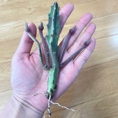 多肉植物 スタペリア2つの画像