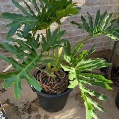 セローム　２本仕立て　鉢なし
　の画像