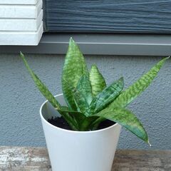 サンセベリア　観葉植物
