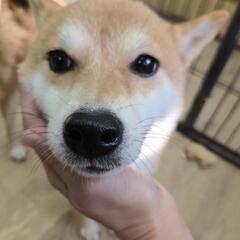 ずっとのお家募集中(このはちゃん)豆柴