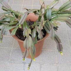 花咲きますシャコバサボテン