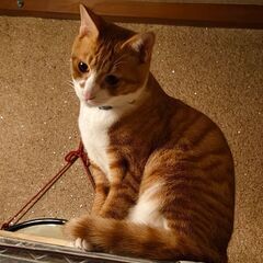 生まれて6ヶ月以上の仔猫　