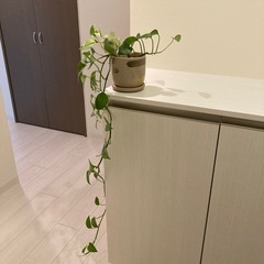 ポトス 観葉植物　カットしてお譲りします