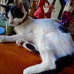 生まれて6ヶ月以上の仔猫　　