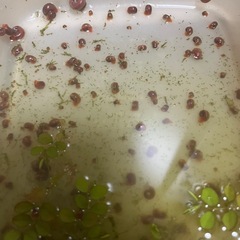 (受け渡し者決定)ネプチューンメダカ(ヒレ長因子持ち)選別漏れ　6匹　の画像