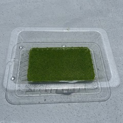 (受け渡し者決定)ネプチューンメダカ(ヒレ長因子持ち)選別漏れ　6匹　の画像