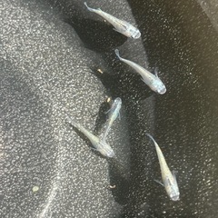 (受け渡し者決定)ネプチューンメダカ(ヒレ長因子持ち)選別漏れ　6匹　の画像