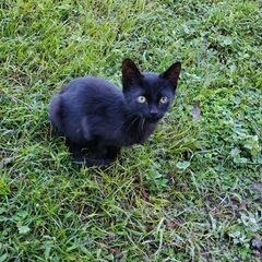 子猫黒猫ちゃん