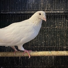 鳩2羽里親募集です。