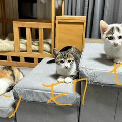 🐱けだ・まも 保護猫譲渡会🐱 - 猫