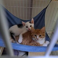 🐱けだ・まも 保護猫譲渡会🐱 − 東京都
