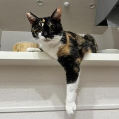 🐱けだ・まも 保護猫譲渡会🐱 - 里親募集