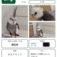 迷子　インコ