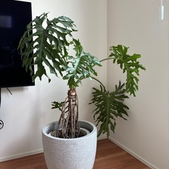 観葉植物　根上がりセローム　大型　の画像