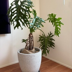 観葉植物　根上がりセローム　大型　