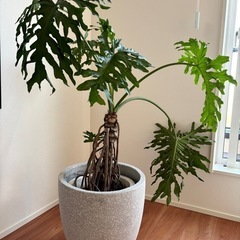 観葉植物　根上がりセローム　大型　の画像