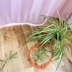観葉植物    オリヅルラン   子株の画像