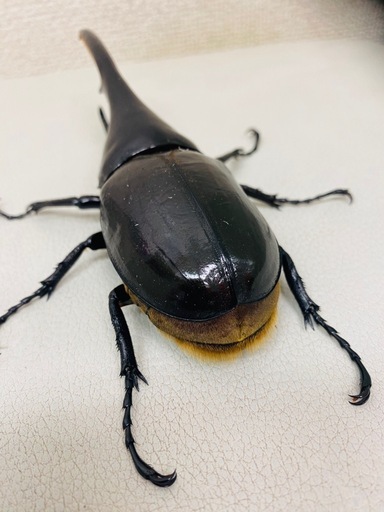 ?ヘラクレスオオカブト 146.5㍉ オス単品