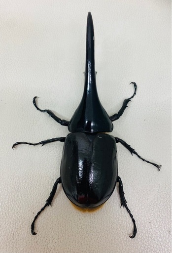 ?ヘラクレスオオカブト 146.5㍉ オス単品