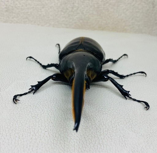 🉐ヘラクレスオオカブト 145.5㍉ オス単品