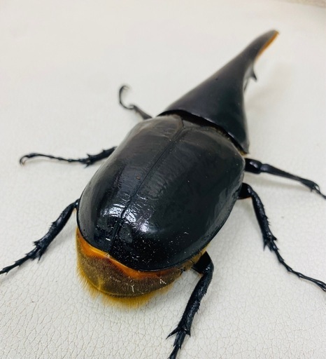 🉐ヘラクレスオオカブト 145.5㍉ オス単品