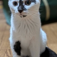 里親募集です。