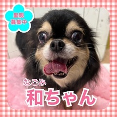 引退犬の里親募集★チワワの和(なごみ)ちゃん★