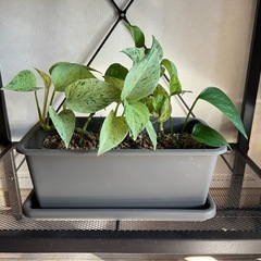 観葉植物　ポトス
