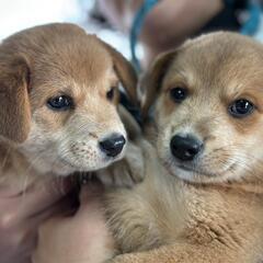 雑種子犬の家族募集【動物管理所収容中】【終生室内飼育】