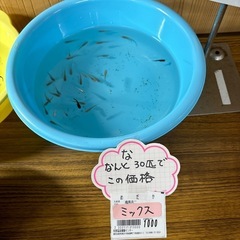 めだか今年産まれの画像