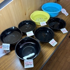 めだか今年産まれ