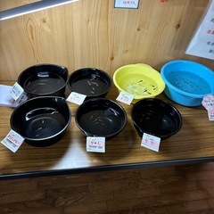 めだか今年産まれの画像