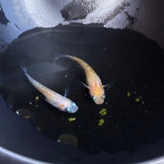 舞メダカ様直系❗️3匹セット🐟メダカ　繚乱🐟