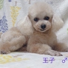 🐶里親募集🐶