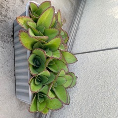 子宝草