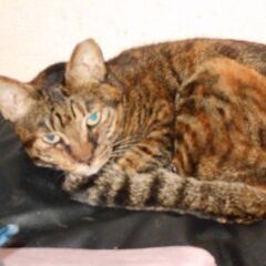 シッポの先が黄色の甘えん坊