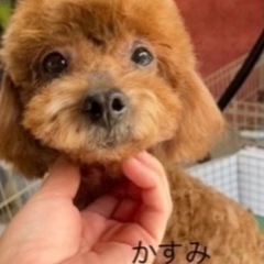 🐶里親さん募集🐶