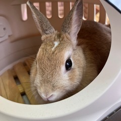 うさぎ