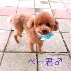 🐶里親募集🐶