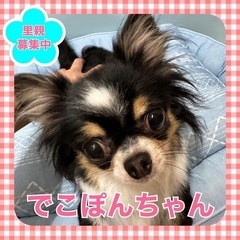 引退犬の里親募集★チワワのでこぽんちゃん★
