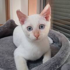 透明感のあるブルーの瞳の素敵な男の子✨️