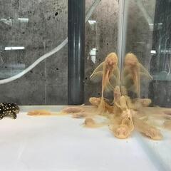 ロングフィンアルビノブッシー