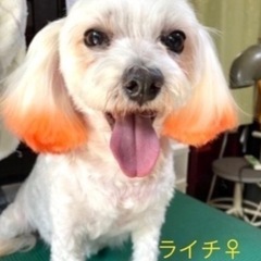 🐶里親さん募集中🐶