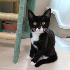 🍀譲渡会🍀マスクキャットのヘレンちゃん♡ - あきる野市