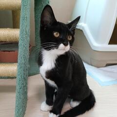 🍀譲渡会🍀マスクキャットのヘレンちゃん♡ - 猫