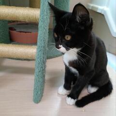🍀譲渡会🍀マスクキャットのヘレンちゃん♡ - 里親募集