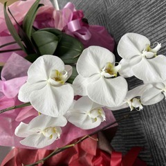 花が咲き終えた胡蝶蘭を引き取って下さい。