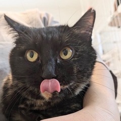 🐈‍⬛お顔もお目目👀も体もまん丸なお茶目なチャーちゃん🐈‍⬛
